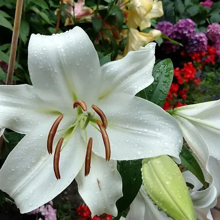 酒店 Monika 克拉科夫