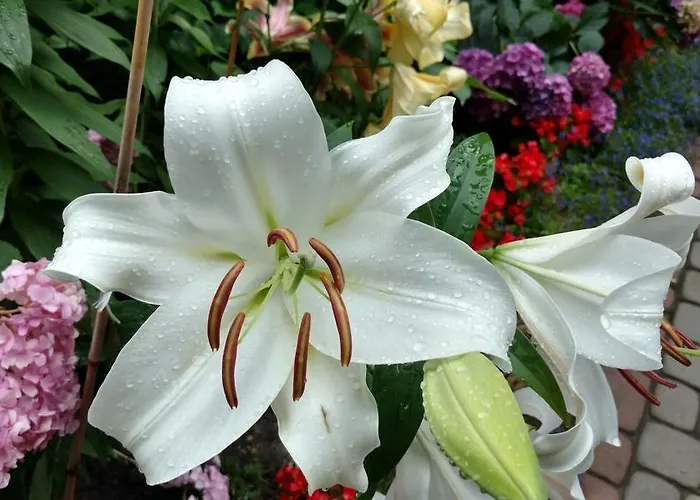 Hotel Monika Cracovia